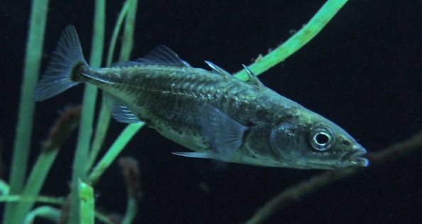 three-spine-stickleback_1348430849