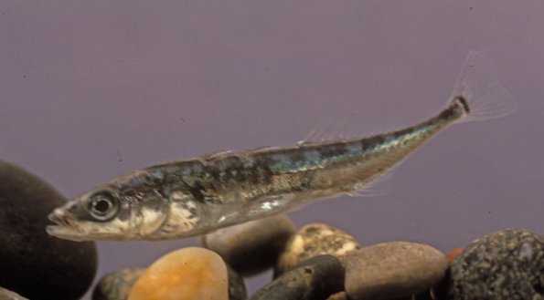 three-spine-stickleback