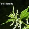 stinging-nettle-flowers