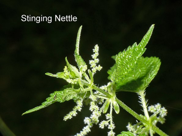 stinging-nettle-flowers