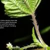 stinging-nettle-showing-hairs