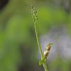 moonwort-on-july-13-2012