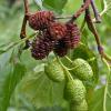 alder-cones-new-and-old-on-july-2