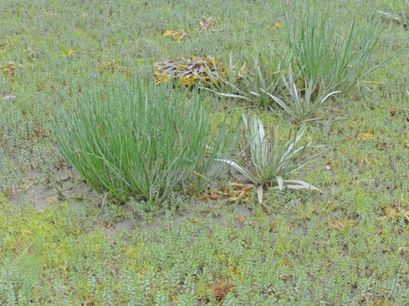 arrowgrass-left-and-goose-tongue