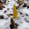 Skunk-Cabbage-March-15-2015-Juneau