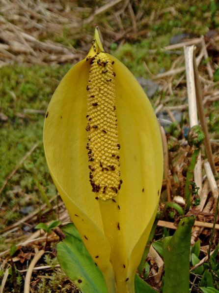 yellow-skunk-cabbage-with-beetles