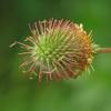 avens-seed-hooks