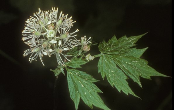baneberry-flowers-juneau