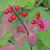 baneberry-juneau-alaska