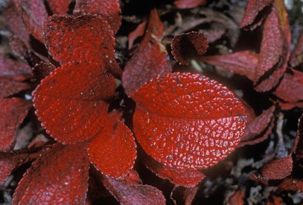 bearberry-leaves-in-the-fall-denali-park