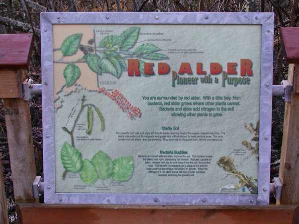 red-alder-sign