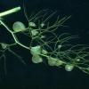 bladderwort-bladders