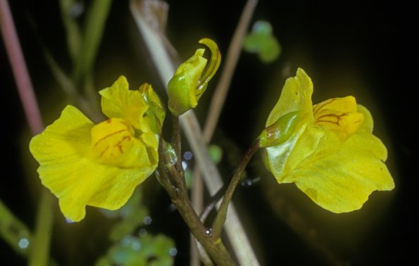 common-bladderwort-flower-fairbanks