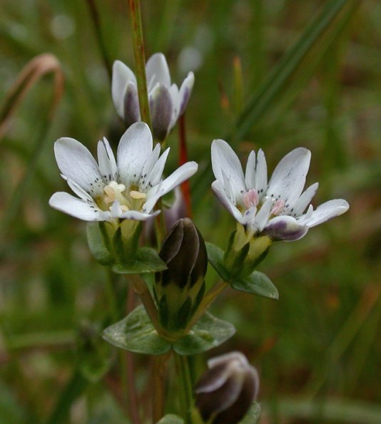 bog-gentian-juneau