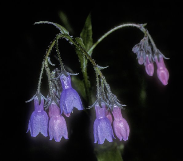 borage-family-bluebell-mertensia-paniculata-fairbanks-