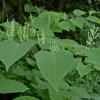 knotweed-showing-flowers-sept-3