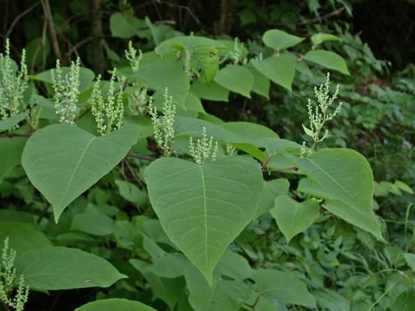 knotweed-showing-flowers-sept-3