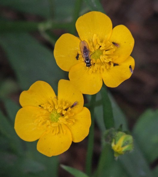 buttercup-1000-mm-iso-800-hand-held