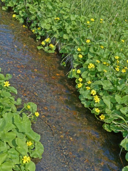 Yellow-Marsh-Marigold-along-a-stream