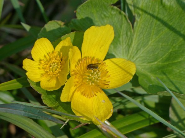 Yellow-Marsh-Marigold