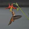 columbine-with-rufous-hummingbird-female