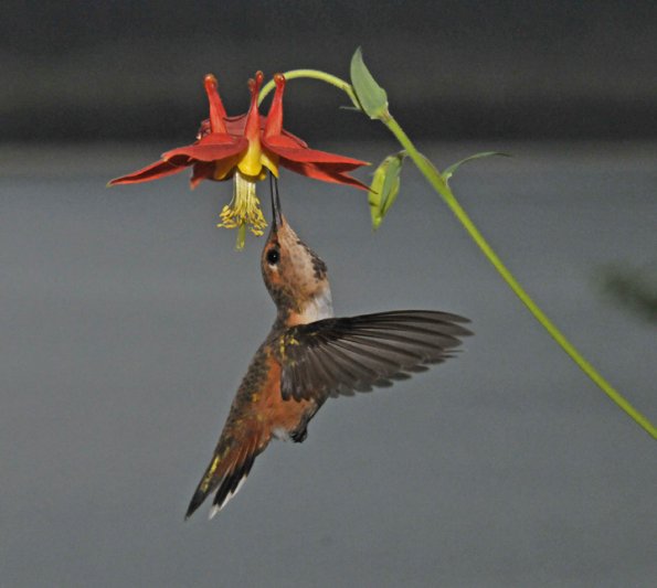 columbine-with-rufous-hummingbird-female