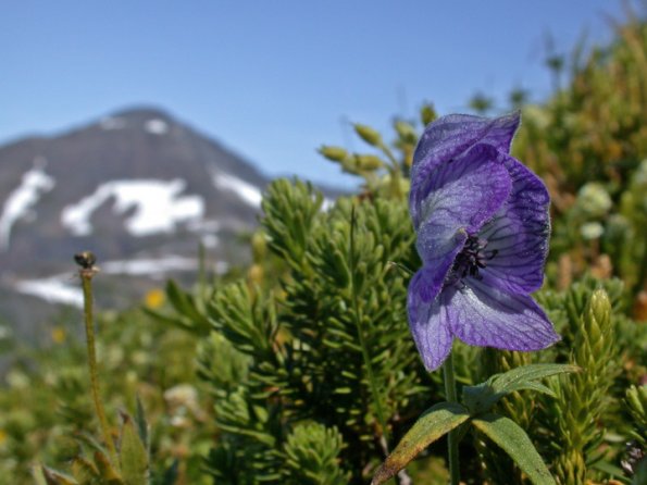 mountain-monkshood-juneau