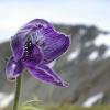 mountain-monkshood