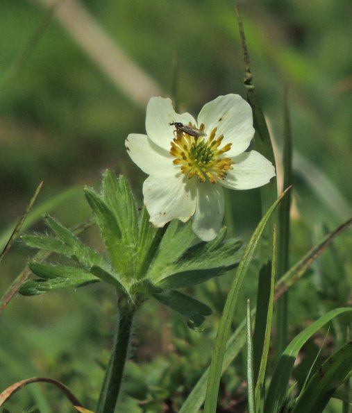 narcissis-anemone-with-march-fly