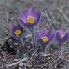 pasque-flower-fairbanks