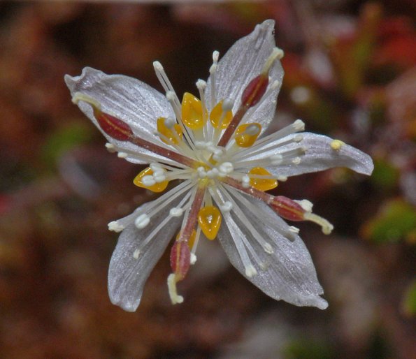 three-leaved-goldthread-coptis-trifolia-juneau