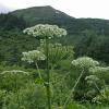cow-parsnip-along-perserverance-trail