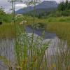 poison-water-hemlock-flowers-and-slough