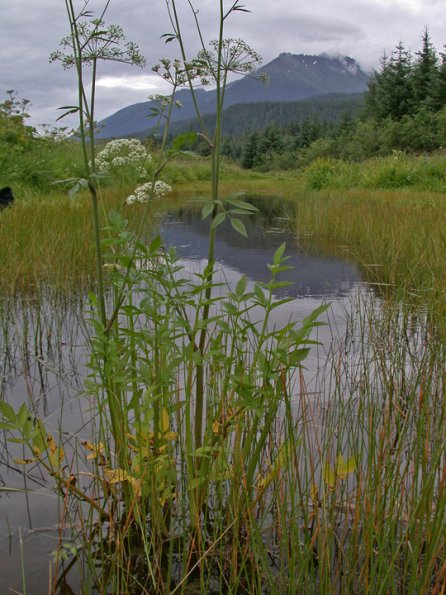 poison-water-hemlock-flowers-and-slough