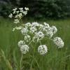 poison-water-hemlock-flowers-juneau