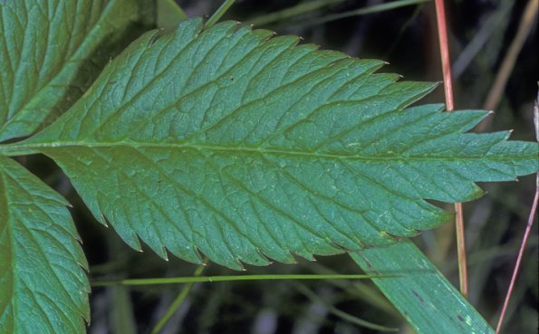 poison-water-hemlock-leaf_1383855734