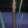cattail-family-tyhpha-latifolia-fairbanks