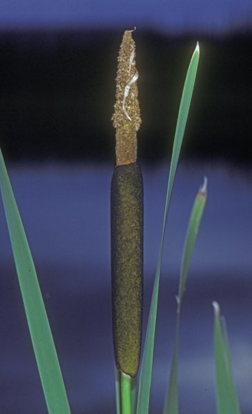 cattail-family-tyhpha-latifolia-fairbanks