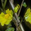 common-bladderwort-flower-fairbanks
