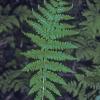 common-lady-fern-athyrium-filix-femina