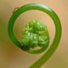 fiddlehead-with-larvae