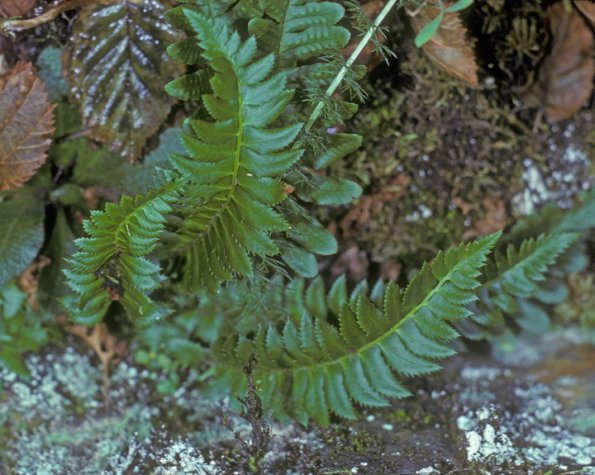 holly-fern-polystichum-modified