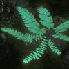maidenhair-fern-adiantum-pedatum-modified