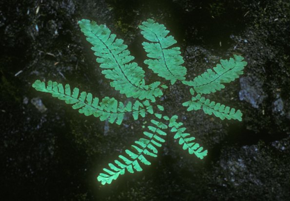 maidenhair-fern-adiantum-pedatum-modified