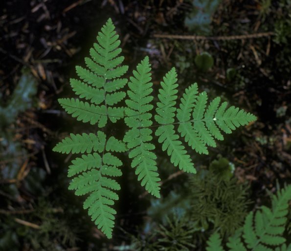 oak-fern-gymnocarpium-dryopteris