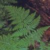 spiny-shield-fern-dryopteris-expansa-modified