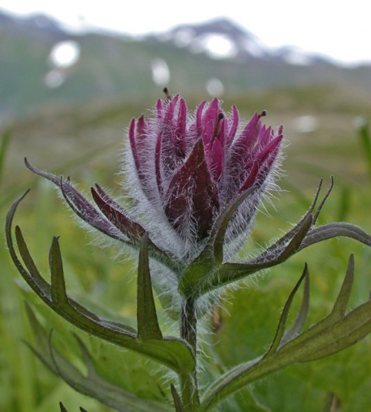 common-red-paintbrush-on-gold-ridge-juneau