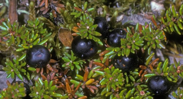 crowberry-berries-empetrum-nigrum-denali-park
