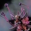 crowberry-flower-2-empetrum-nigrum