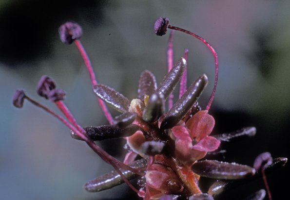 crowberry-flower-2-empetrum-nigrum